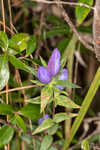 Catesby's gentian